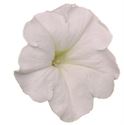 Afbeelding van Petunia P12 Ew White